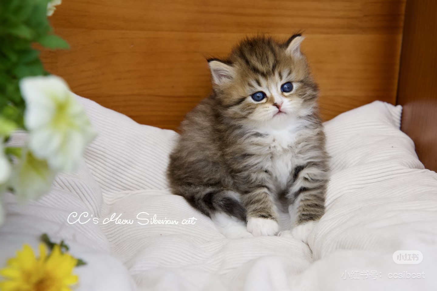 Adorable kitten