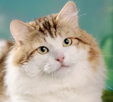 猪蹄